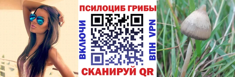 Псилоцибиновые грибы Cubensis  цены наркотик  Славгород 